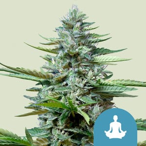 Stress Killer Automatic CBD - Royal Queen Seeds