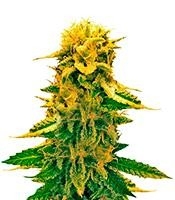 Sugar Black Rose Auto - Herbies