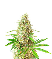 Sunday Punch - Herbies