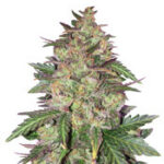 Sunset Sherbet