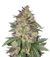 Sunset Sherbet - Herbies