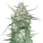 Super Auto Lemon Haze