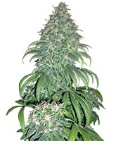 Super Bud - Herbies