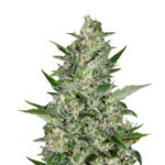 Super Critical Auto
