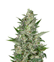 Super Critical Auto - Herbies
