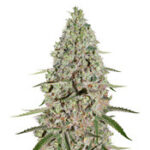 Super Critical