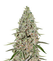 Super Critical - Herbies