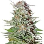 Super Lemon Haze Auto