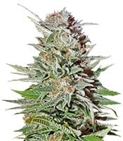 Super Lemon Haze Auto – Herbies