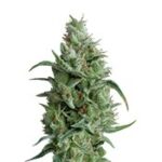 Super OG Kush