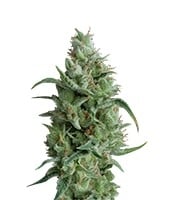 Super OG Kush - Herbies