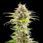 Super OG Kush