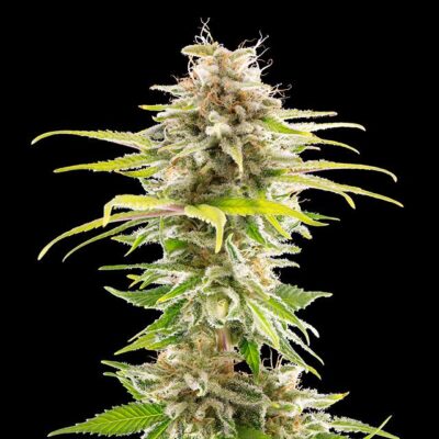 Super OG Kush – Kannabia