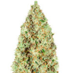 Super Silver Haze