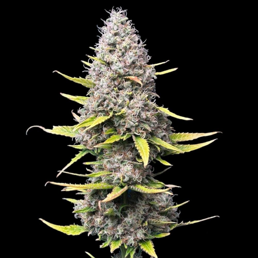 Super Silver Haze Samen Feminisiert - Lucky Hemp