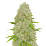 Super Skunk