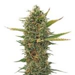 Super Skunk regular