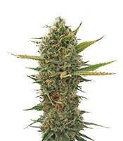 Super Skunk regular - Herbies