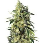 Sweet Amnesia Haze
