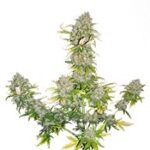 Sweet Cheese Auto