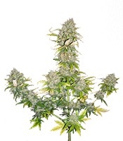 Sweet Cheese Auto - Herbies