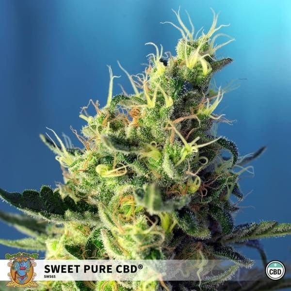 Sweet Pure CBD - CBDNOL