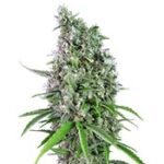Sweet Trainwreck Auto