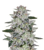 Sweet Valley Kush - Herbies