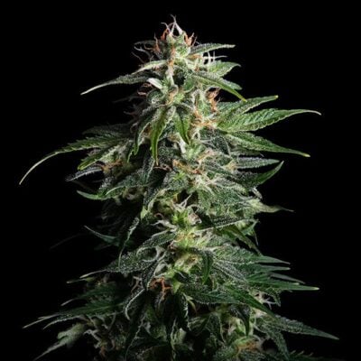 Swiss Dream Auto Cbd - Kannabia
