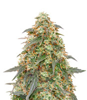 Tangerine Dream Auto - Herbies