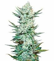 Tangie'matic Auto - Herbies