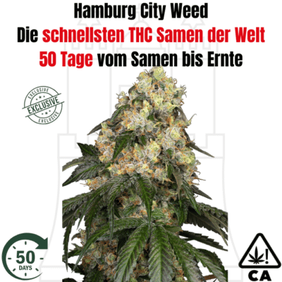 THC Hamburg City Weed F1 - CBD040