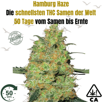 THC Hamburg Haze F1 - CBD040
