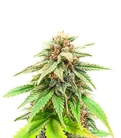 The Upsetter Feminized - Herbies