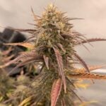 Tropical Cookies Samen Automatik