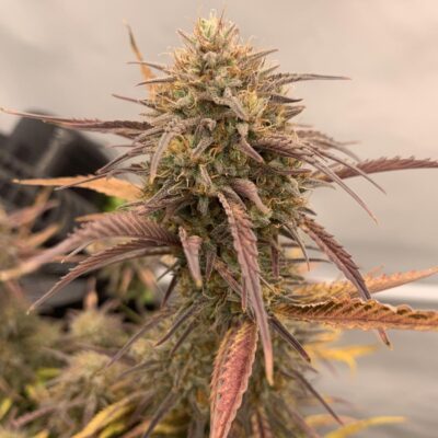 Tropical Cookies Samen Automatik - Lucky Hemp