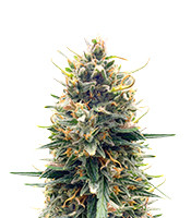 Tropicana Cookies Auto - Herbies