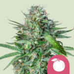 Tropicana Cookies Purple Auto