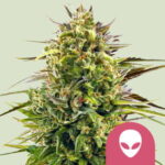 Tropicana Cookies Purple