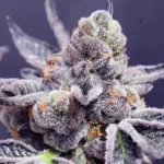 Tropicana Cookies Seeds 22% THC
