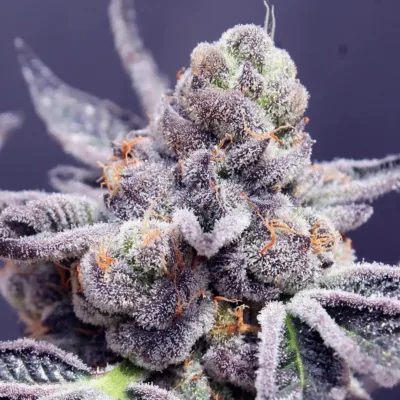 Tropicana Cookies Seeds 22% THC - East Smoke