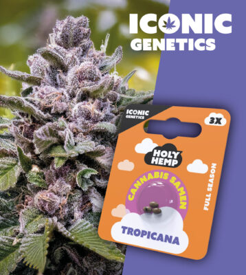 Tropicana Iconic Seeds - Holy Hemp