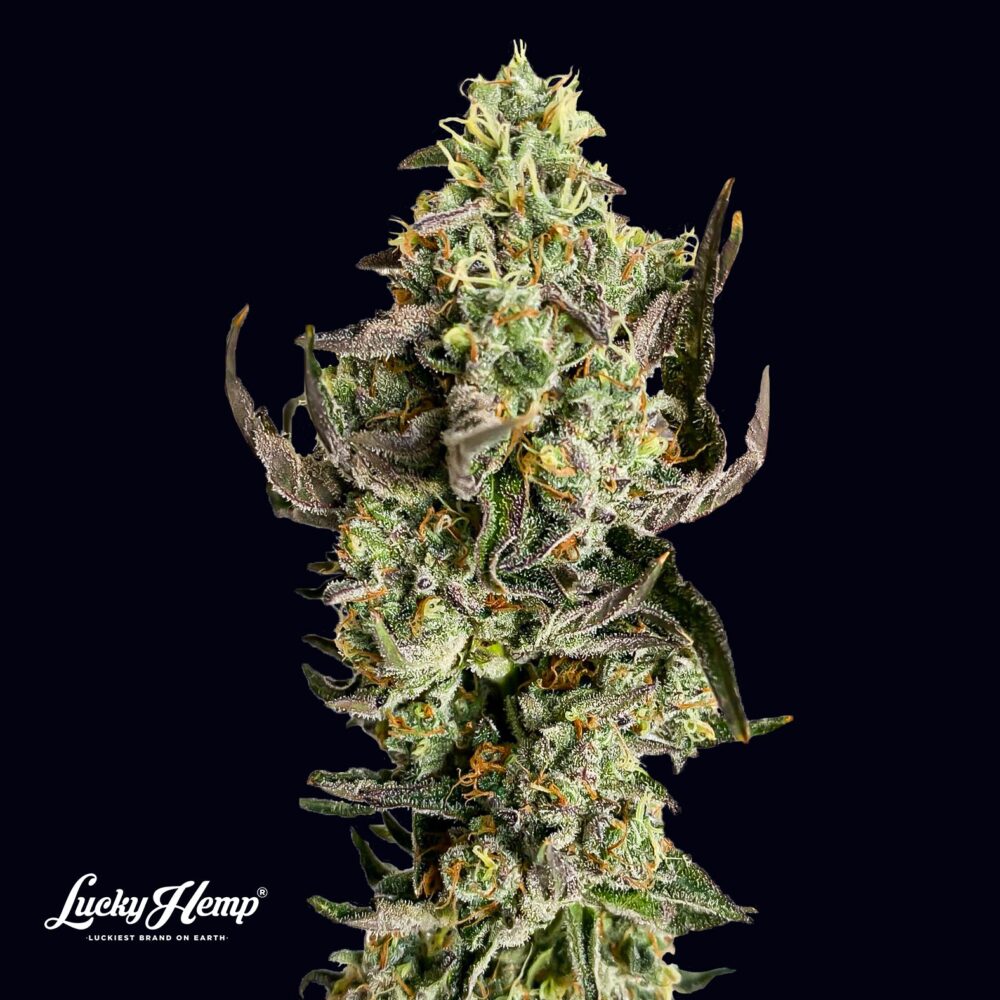 Tropicana US Samen Feminisiert - Lucky Hemp