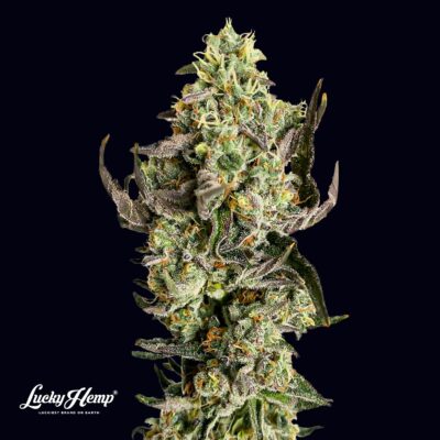 Tropicana US Samen Feminisiert – Lucky Hemp