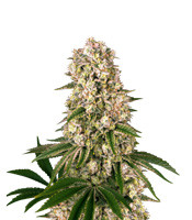 Tropicanna Banana - Herbies