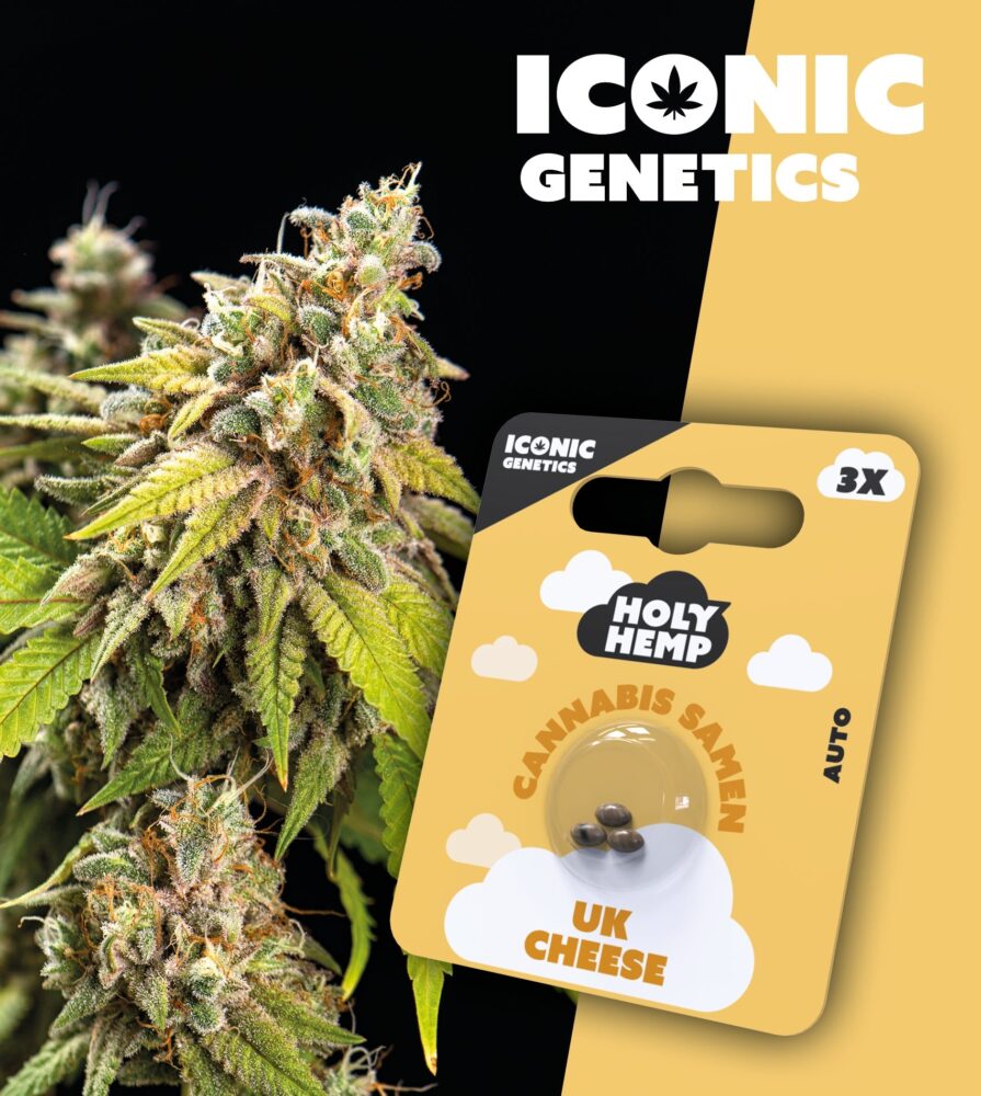 UK Cheese Iconic Seeds - Holy Hemp