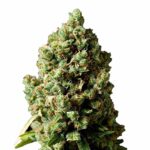 Wedding Cake 040 Autoflowering Indica Cannabis Samen Premium Seed Indica
