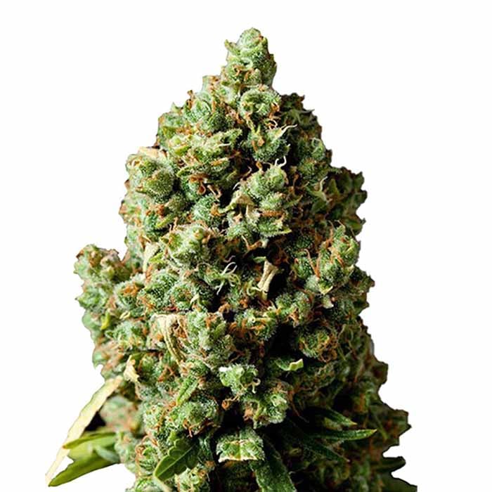 Wedding Cake 040 Autoflowering Indica Cannabis Samen Premium Seed Indica - CBD040