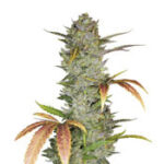 Wedding Cake Auto