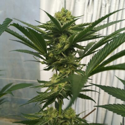 Wedding Cake Samen Feminisiert – Lucky Hemp